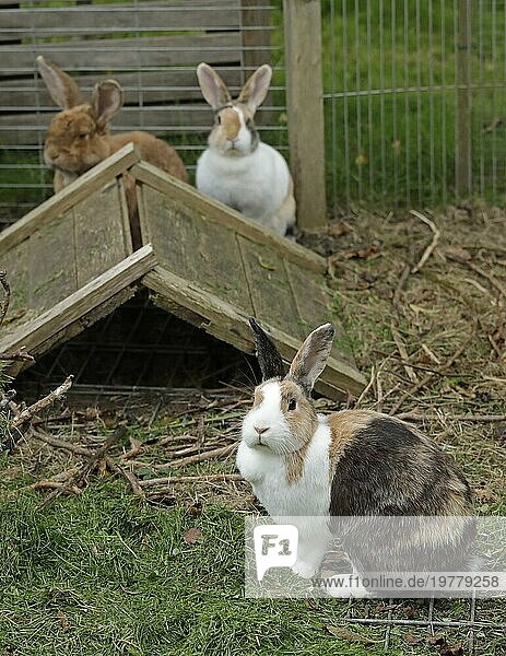 Drei Kaninchen in ihrem Gehege  Deutscher Riese  Holländer-Kaninchen  Kiel  Schleswig-Holstein  Deutschland  Europa