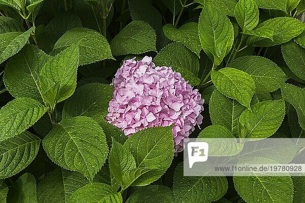 Rosa Gartenhortensie (Hydrangea macrophylla)  Blütenkopf und Blätter im Sommer mit Regentropfen bedeckt  Quebec  Kanada  Nordamerika