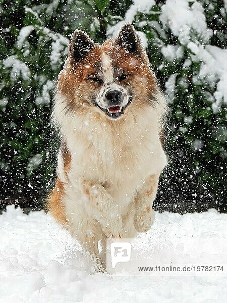 Elo  Hund springt im Schnee  schneien  Freude  Spass  glücklich  Spiel  Winter  Lustig  männlich