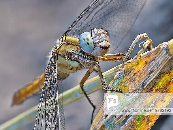 Eine Libelle sitzt auf einem braunen Blatt  detaillierte Makroaufnahme mit Fokus auf die facettenreichen blauen Augen