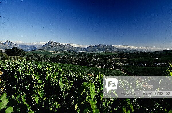 Südafrika Stellenbosch Weinberge  schöne Landschaften  Weine & Spa's. Winzer  Weinkellereien  Reben  Trauben  Alkohol  Handel