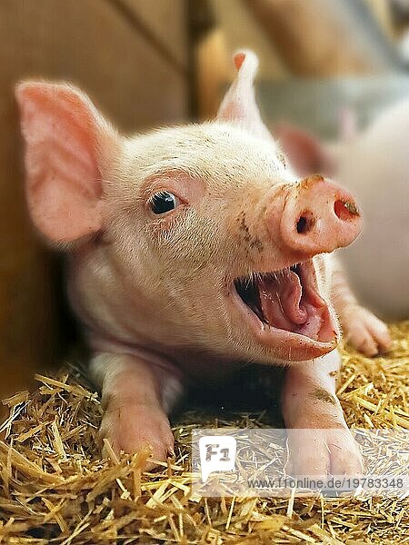 Schweinchen lacht glücklich in die Kamera  Ferkel  Schwein  Lustig  Lachen  Glücklich