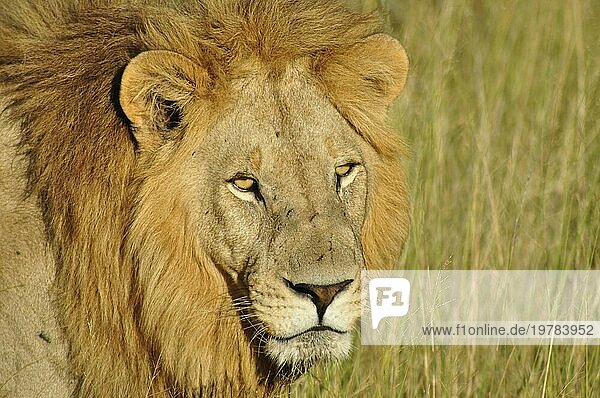 Der König der Wildnis: Ein Löwe im hohen Gras der Sümpfe des Okavangodeltas