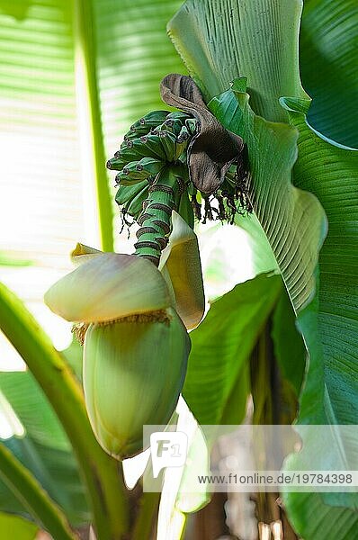 Bananenfrucht Blume Blüte Nahaufnahme geschlossen auf Palme