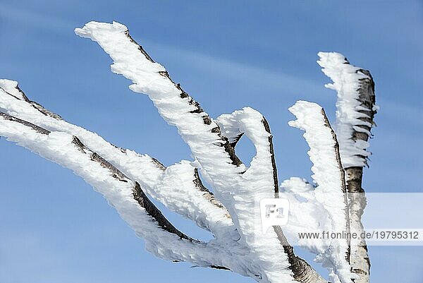 Zweige und Äste einer Birke  die im Winter mit weißem Frost und Schnee bedeckt sind und Eiskristallbildung zeigen  die durch den Wind in die gleiche Richtung weist