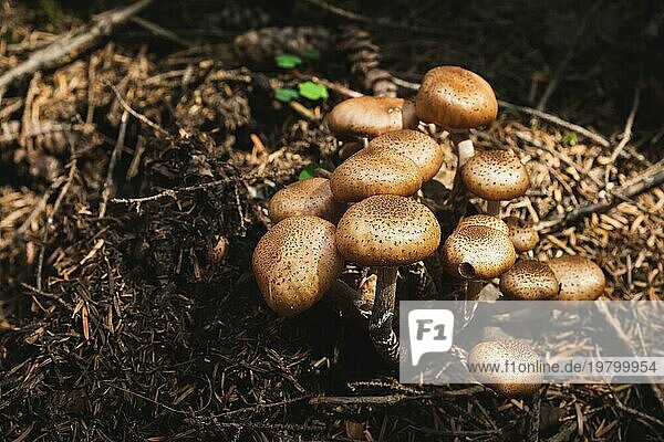 Nahaufnahme Essbare Pilze von Honigpilzen in einem Nadelwald. Gruppe von Pilzen in der natürlichen Umgebung