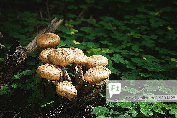 Nahaufnahme Essbare Pilze von Honigpilzen in einem Nadelwald. Gruppe von Pilzen in natürlicher Umgebung  die in einem Dickicht aus grünem Klee wachsen