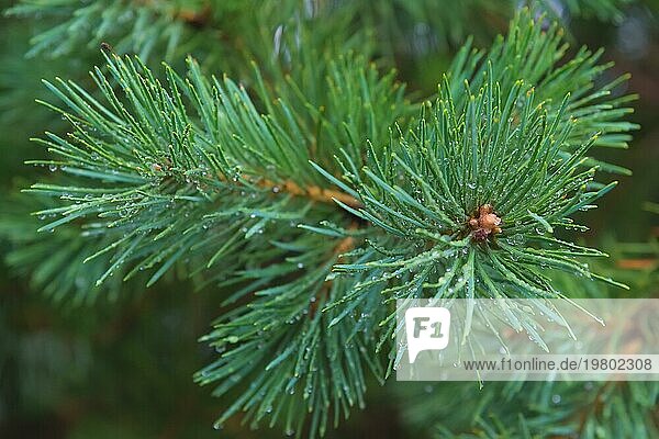 Tannenbaum Brunch in Nahaufnahme. Unscharfer Fokus. Flauschiger Tannenbaumbrunch aus der Nähe. Raum kopieren