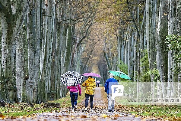 Herbstspaziergang mit Regenschirm bei Regenwetter  drei Personen spazieren durch die Platanenallee im Unteren Schlossgarten in Stuttgart  Baden-Württemberg  Deutschland  Europa