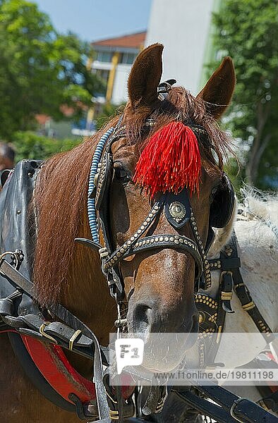 Porträt eines geschmückten braunen Pferdes mit roter Quaste im Freien  Nesebar  Nessebar  Burgas  Bulgarien  Europa