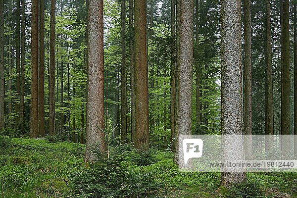 Dichter Tannenwald mit moosbedecktem Boden und natürlichem Licht  der eine ruhige Atmosphäre ausstrahlt  Frühling  Menzingen  Voralpen  Zug  Kanton Zug  Schweiz  Europa