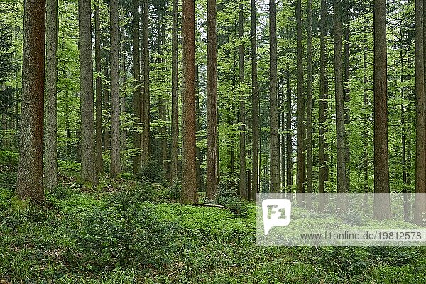 Dichter Tannenwald mit moosbedecktem Boden und natürlichem Licht  der eine ruhige Atmosphäre ausstrahlt  Frühling  Menzingen  Voralpen  Zug  Kanton Zug  Schweiz  Europa