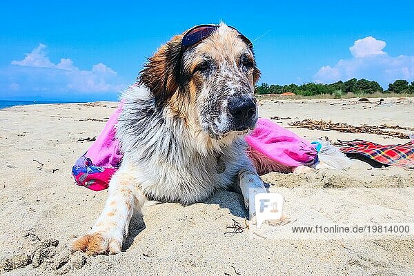 Porträt von weiß  braun und schwarz große Rasse Hund in bunten rosa Kleidung und Sonnenbrille am Strand entspannen