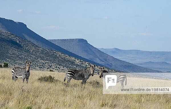 Drei Kap-Bergzebras (Equus zebra zebra) stehen in hohem Gras  Berglandschaft mit Tafelbergen  Mountain Zebra Nationalpark  Südafrika