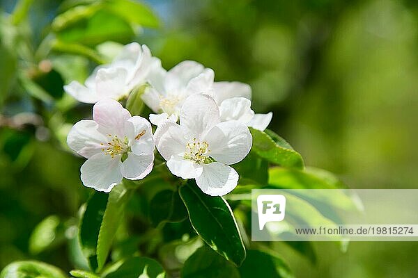 Apfelblüte weißen Blüten und grünen Blättern Frühling Hintergrund