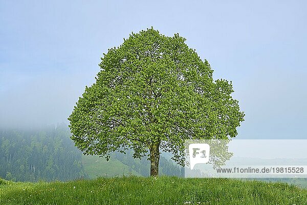 Ein einsamer Baum und Kreuz auf einem Hügel  umgeben von Grün und Stille  Frühling  Menzingen  Voralpen  Zug  Kanton Zug  Schweiz  Europa