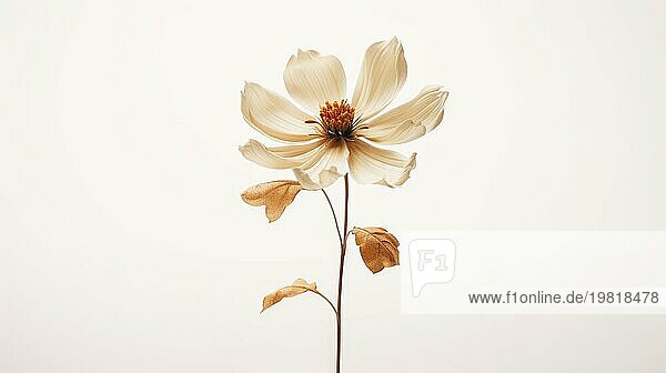 Eine einzelne zarte Blume mit einer minimalistischen Ästhetik vor einem hellen Hintergrund  die Einfachheit und natürliche Eleganz unterstreicht Ai generated