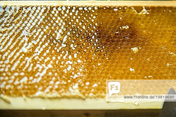 Unverarbeiteter frischer Honig in Waben  die in einen Rahmen eingesetzt sind. Nahaufnahme