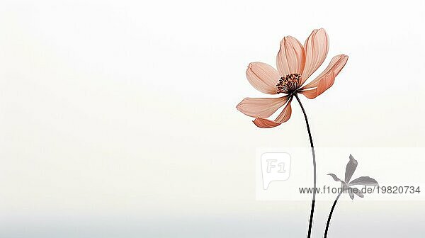 Eine einzelne elegante Blume steht vor einem Hintergrund mit sanftem Farbverlauf  der ein Gefühl von Ruhe und Einfachheit vermittelt  das Ai erzeugt hat