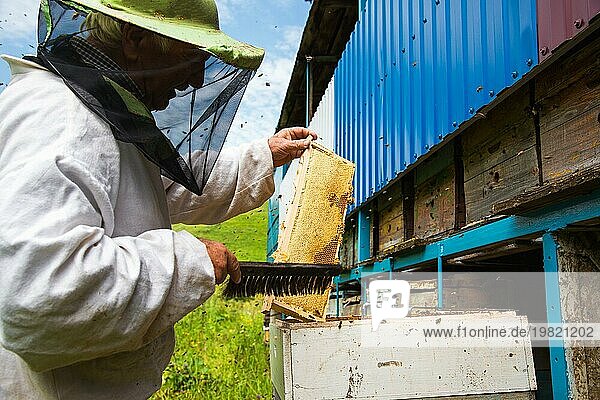 Der Imker hält einen Rahmen mit Honig  der mit Wachs versiegelt ist  auf dem die Bienen sitzen