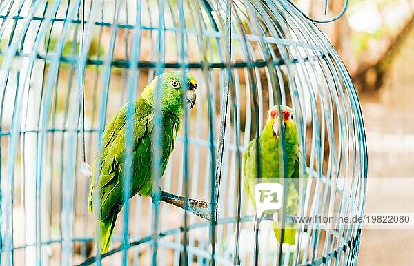 Porträt von zwei schönen grünen Papageien in einem Käfig. Zwei schöne und bunte Gelbkopfpapageien in einem Käfig