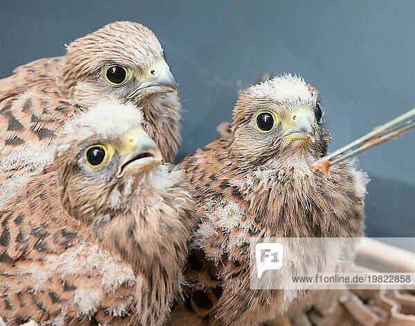 Drei aus dem Nest gestürzte junge Turmfalken (Falco tinnunculus)  3 Nestlinge mit Flaum-Federn  Küken werden von einem Menschen mithilfe einer Pinzette gefüttert  Handaufzucht von Wildtieren  Tierrettung in Aufzuchtstation  Niedersachsen  Deutschland  Europa