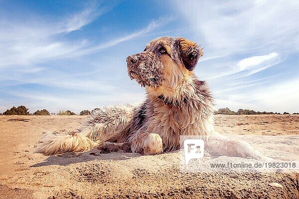 Porträt eines weißen  braunen und schwarzen Hundes großer Rasse  der sich am Sandstrand entspannt  Nahaufnahme
