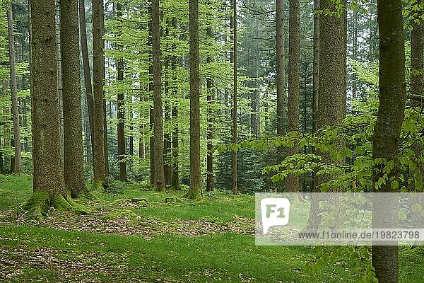 Dichter grüner Wald mit Moos und Laubbäumen  vermittelt eine ruhige Atmosphäre  Frühling  Menzingen  Voralpen  Zug  Kanton Zug  Schweiz  Europa