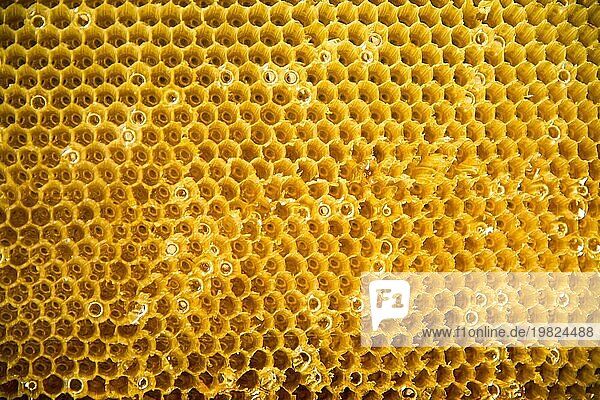 Gezeichnete Honigwabe goldene Farbe von Frame