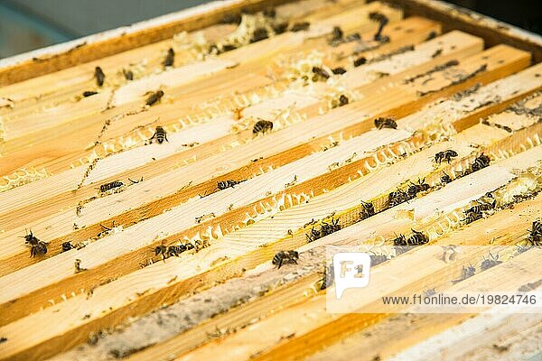 Nahaufnahme einer Biene  die Honig sammelt und auf einem Rahmen mit Waben krabbelt