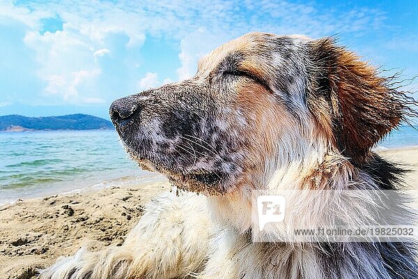 Porträt eines weißen  braunen und schwarzen Hundes großer Rasse  der sich am Strand entspannt  Nahaufnahme