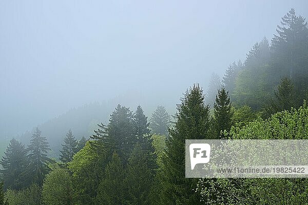 Ein nebliger Wald mit verschiedenen Grüntönen vermittelt eine stille und friedliche Atmosphäre  Frühling  Menzingen  Voralpen  Zug  Kanton Zug  Schweiz  Europa