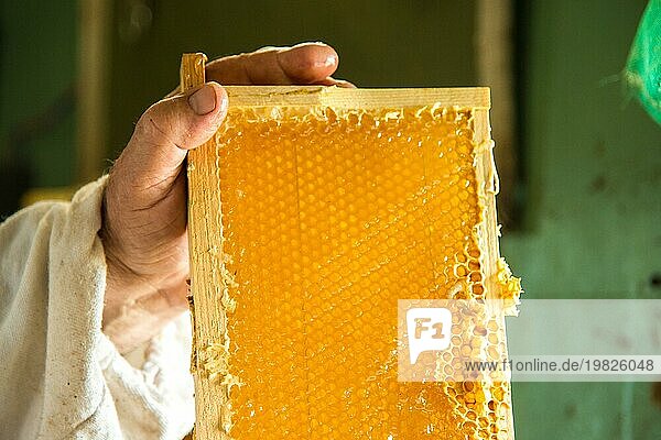 Unfertiger frischer Honig in Waben  die in einen Rahmen in der Hand des Imkers gelegt werden. Nahaufnahme