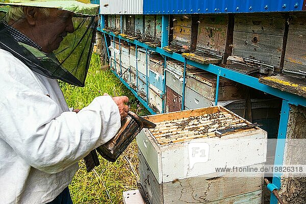 Der Imker hält einen Rahmen mit Honig  der mit Wachs versiegelt ist  auf dem die Bienen sitzen