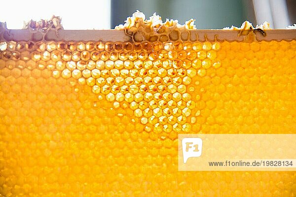 Unverarbeiteter frischer Honig in Waben  die in einen Rahmen eingesetzt sind. Nahaufnahme