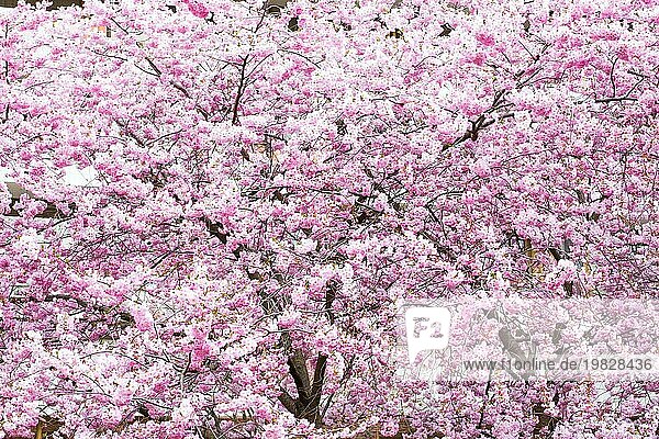 Schöne rosa Kirschblüte  Sakura Blumen Hintergrund  Textur. Frühling Hintergrund