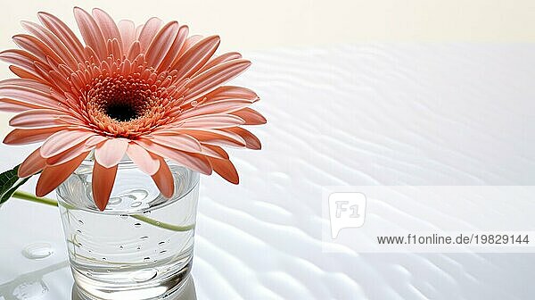 Ein einzelnes rosafarbenes Gänseblümchen in einem klaren Wasserglas auf einer Fläche mit weichem Licht  das eine ruhige Atmosphäre schafft Ai erzeugt