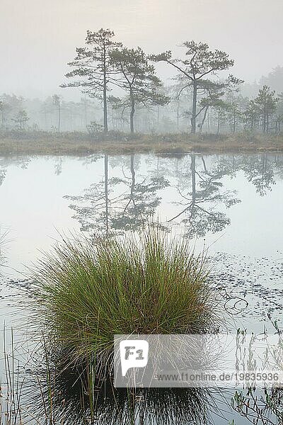 Moorbinse (Juncus stygius) in einem Teich im Moorgebiet des Naturschutzgebiets Knuthöjdsmossen im Herbst  Västmanland  Örebro län  Schweden  Europa