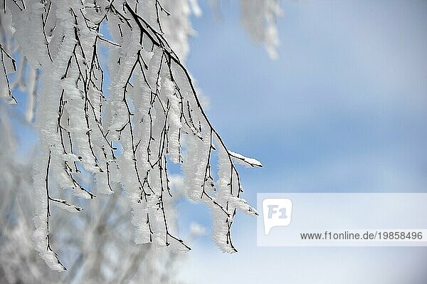 Zweige eines Laubbaums  die im Winter mit weißem Raureif und Schnee bedeckt sind  mit Eiskristallbildung  die durch den Wind in die gleiche Richtung weist