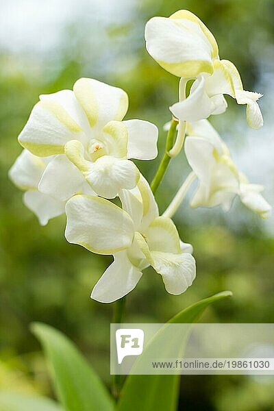 Schöne Orchidee mit Bokeheffekt