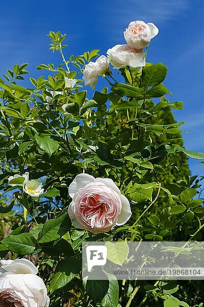 Rosen (Rosa)  Blüte  grünes Laub  Stauden  Blumen  üppige gefüllte Blüten  rosafarbene Blüten  Garten  Beet  blauer Himmel  Deutschland  Europa