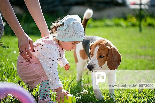 Kleines Mädchen Kind spielt in sonnigen Tag im Hinterhof mit ihrem besten Freund Beagle Hund. Kind freundlich Hund Konzept
