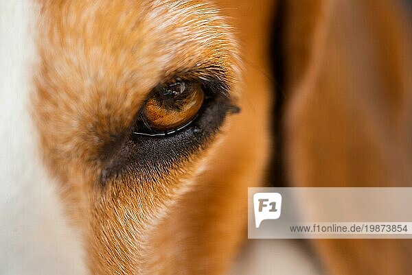 Eine Nahaufnahme eines Beagle Hundeauges. Makro Detail Hintergrund