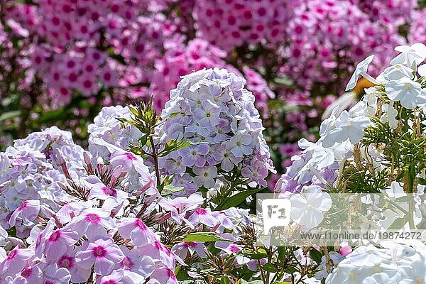 Drei Farben von weißem und rosa Phlox in voller Blüte in einem Sommergarten