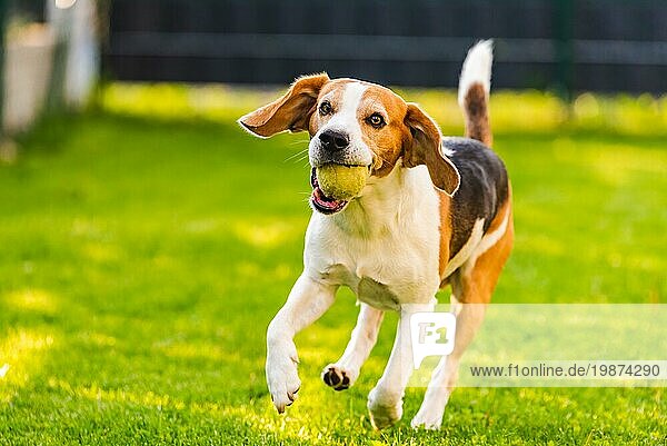 Beagle Hund laufen draußen in Richtung der Kamera mit Ball. Sonniger Tag Hund holt ein Spielzeug