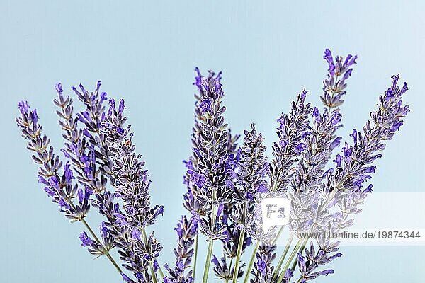 Lavendel (Lavandula) in Blüte  viele Blüten von Pflanzen  natürliches organisches Heilmittel