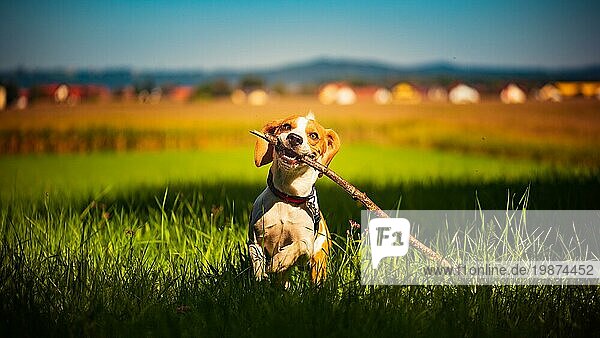 Hund  der Spaß daran hat  mit einem Stock im Maul in Richtung Kamera zu rennen  um an einem Sommertag auf einer Wiese zu apportieren