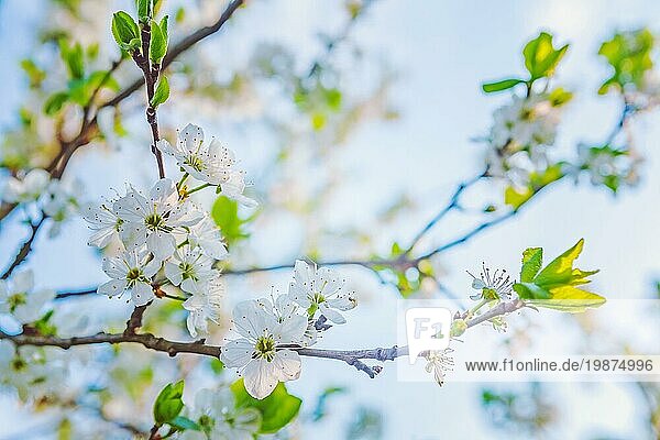 Floral Hintergrund blühenden Frühling Kirschbaum mit weißen Blumen instagram Stil