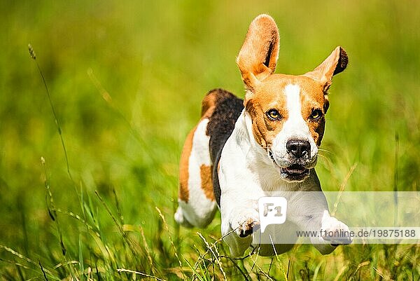 Beagle Hund Spaß auf Feld im Freien laufen und springen in Richtung Kamera mit Füssen und Ohren in der Luft. Hund Hintergrund
