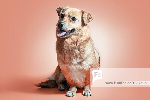 Glücklich lächelnder roter Mischlingshund auf pfirsichfarbenem Hintergrund
